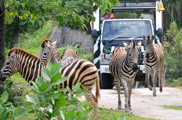 Bali Safari And Marine Park