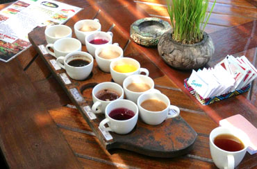 Bali Coffee Plantation