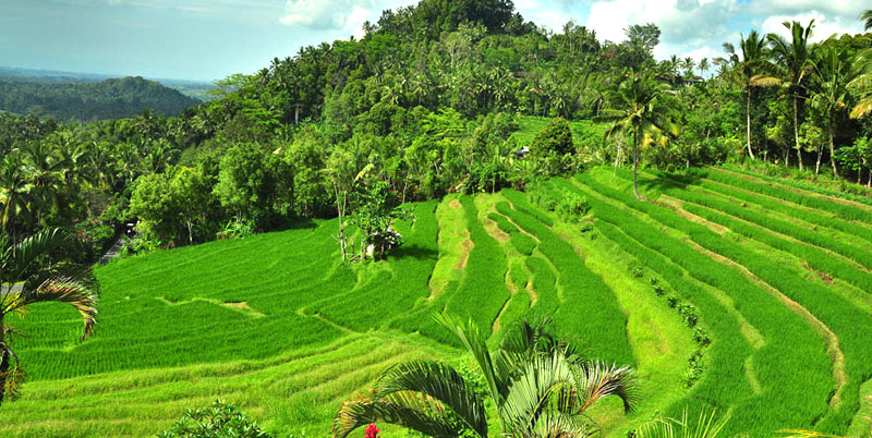 Bukit Jambul Rice Terrace