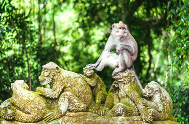 Ubud Monkey Forest